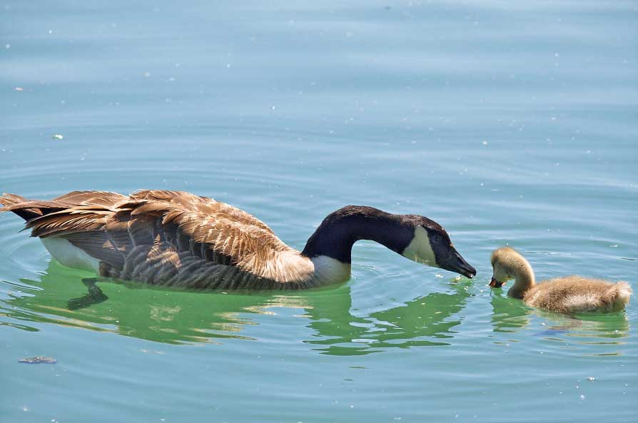 Oca del canada (Branta canadensis)